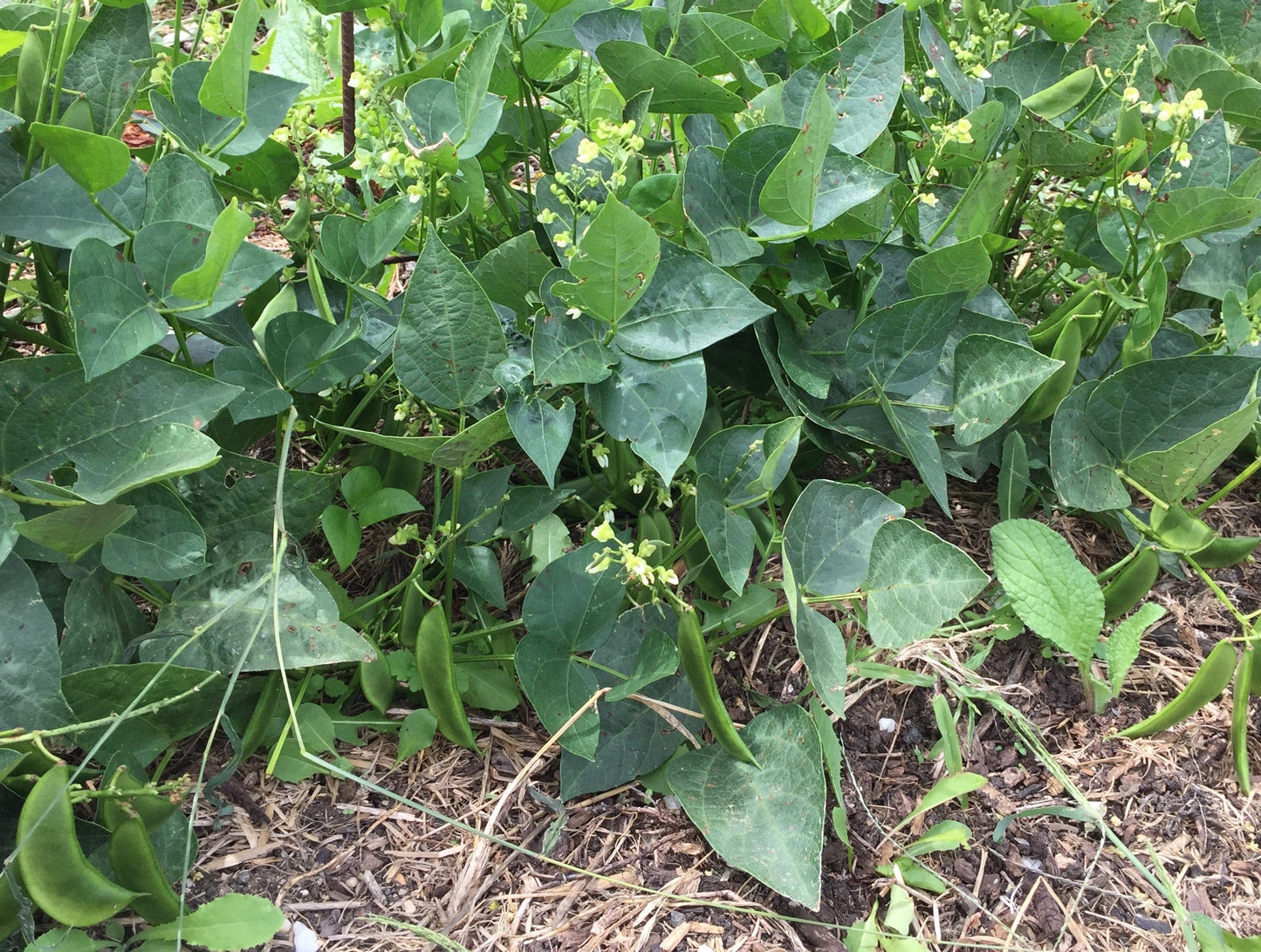 Bean Bush Lima, Baby Thorogreen - LifeForce Seeds