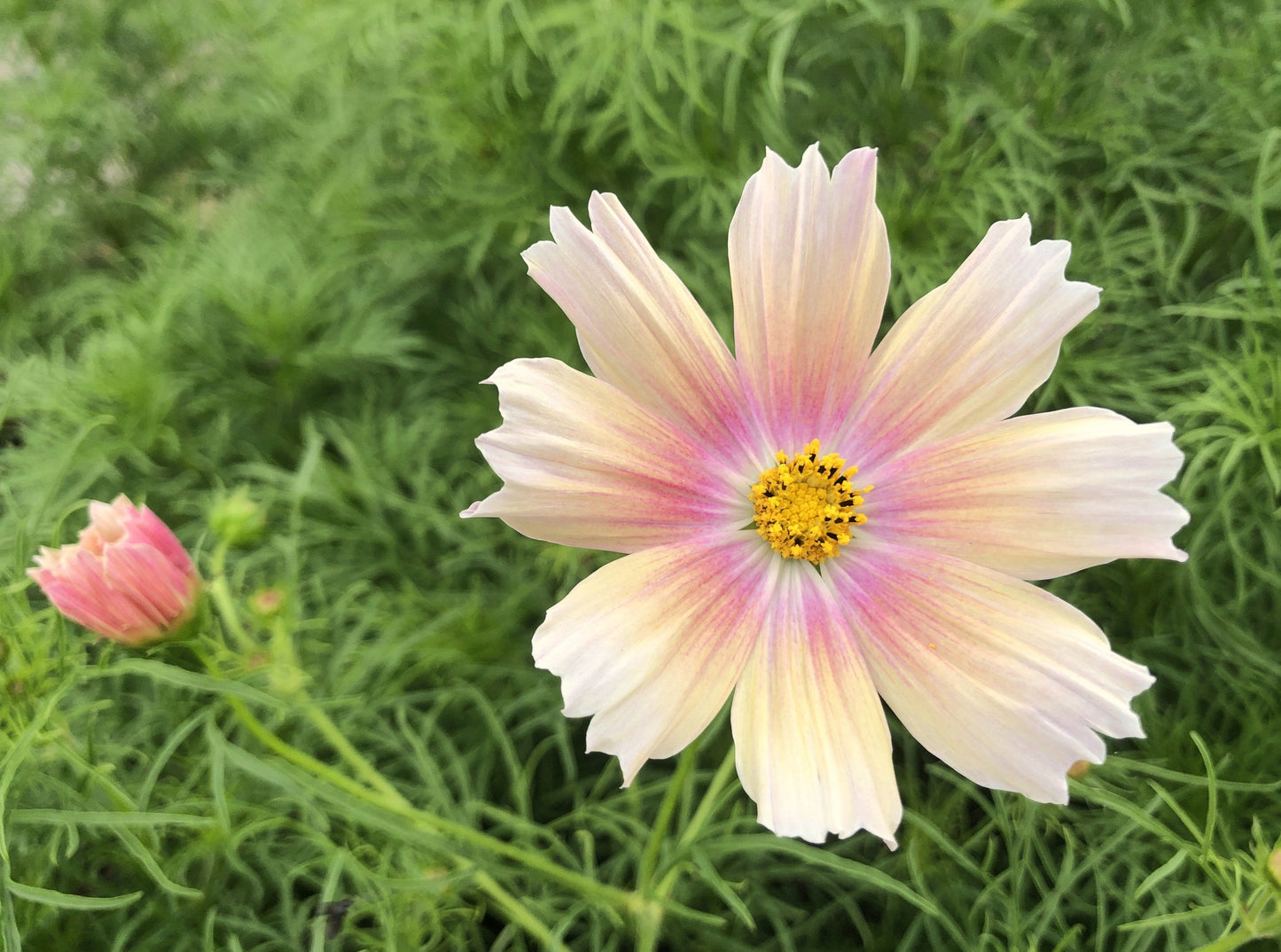 Cosmos, Apricot Lemonade - LifeForce Seeds