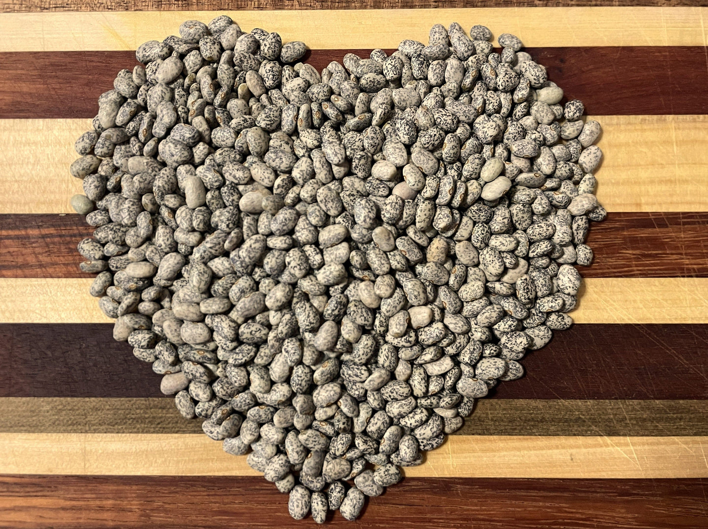 Bean Climbing, Blue Speckled Tepary - LifeForce Seeds