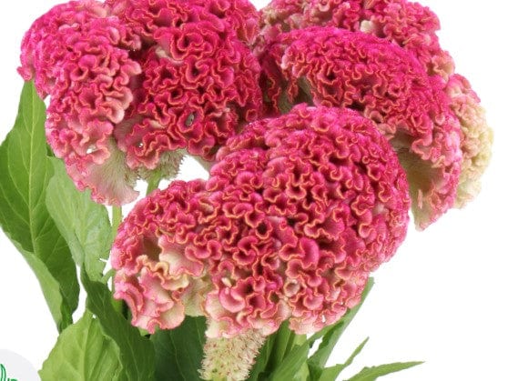 Celosia, Bombay pink - LifeForce Seeds