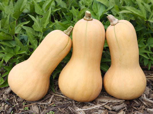 Pumpkin, Butternut - LifeForce Seeds