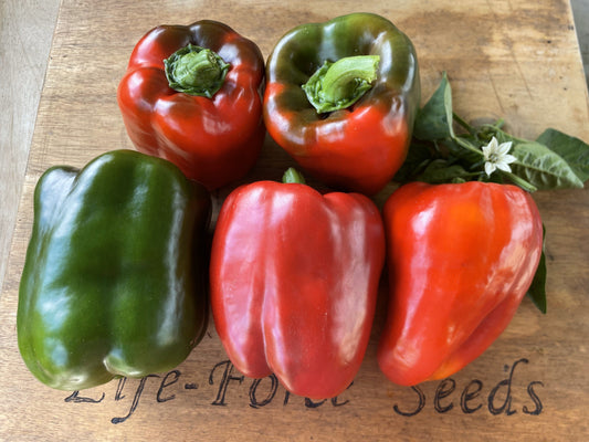 Capsicum, Californian Wonder - LifeForce Seeds