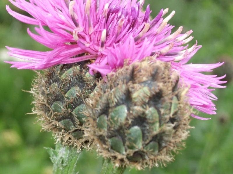 Centaurea, Rosy Lilac - LifeForce Seeds