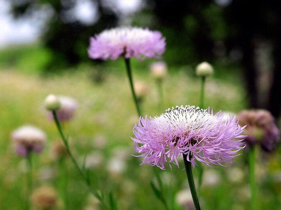 Centaurea, Rosy Lilac - LifeForce Seeds
