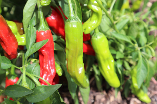 Chilli, Shishito - LifeForce Seeds