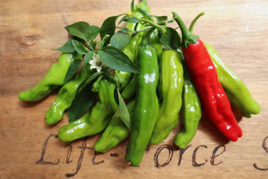 Chilli, Shishito - LifeForce Seeds
