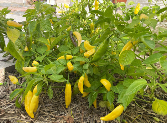 Chilli, Aji Pineapple - LifeForce Seeds