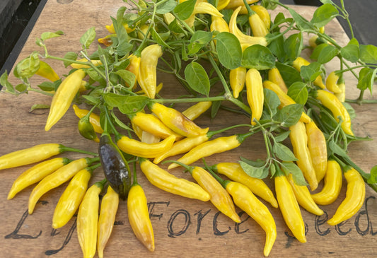 Chilli, Aji Pineapple - LifeForce Seeds