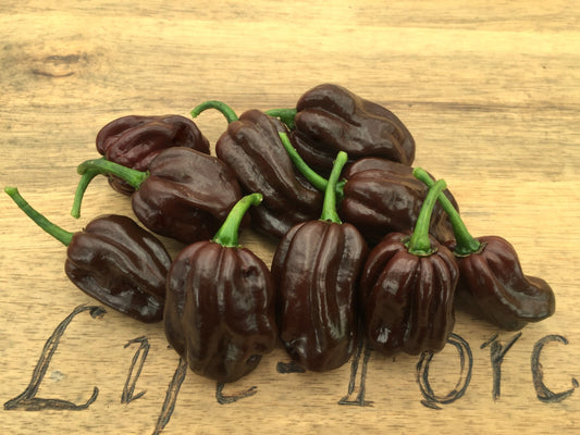 Chilli, Chocolate Habanero - LifeForce Seeds