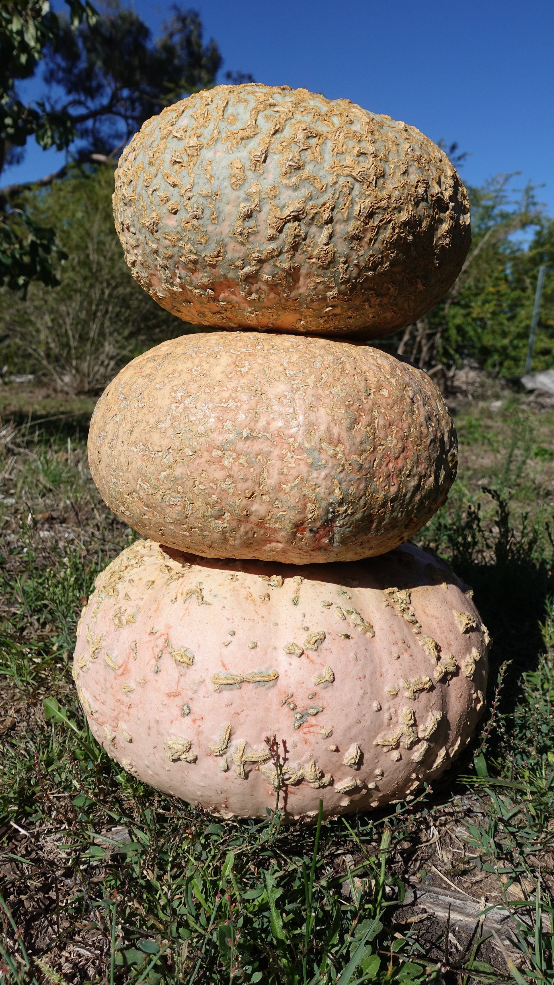 Pumpkin, Galeux D'eysines - LifeForce Seeds