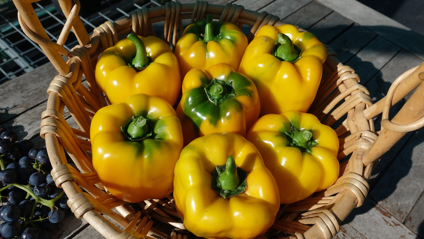 Capsicum, Sunbright Yellow Bell