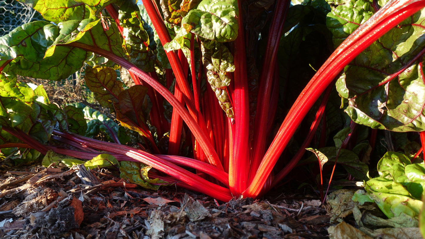 Silverbeet/ Swiss Chard, Ruby Red