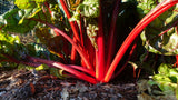 Silverbeet/ Swiss Chard, Ruby Red - LifeForce Seeds