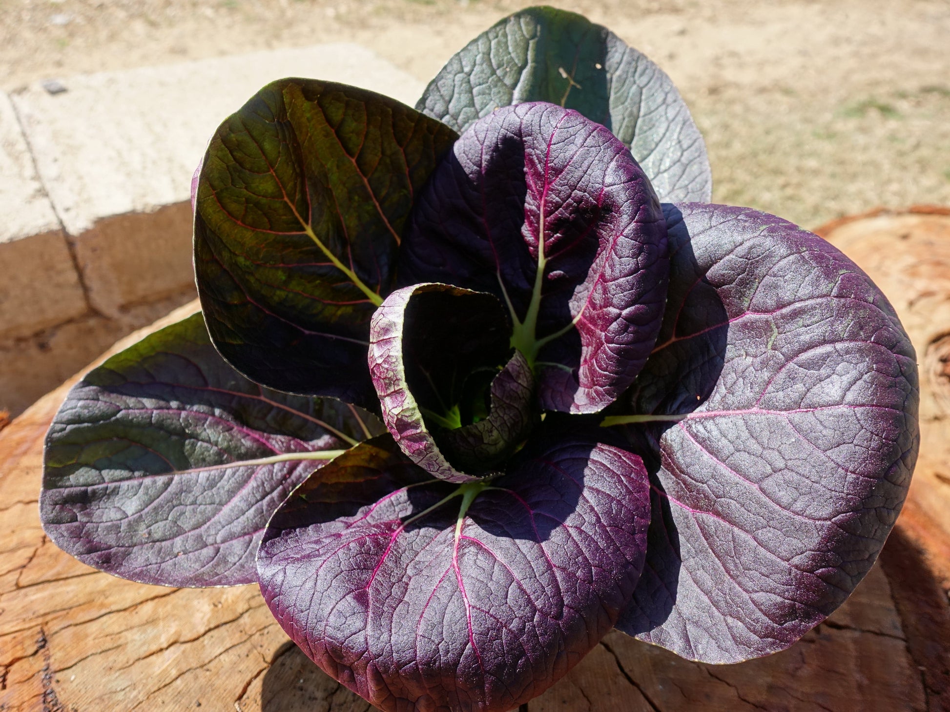 Pak Choi, Red Choi F1 - LifeForce Seeds