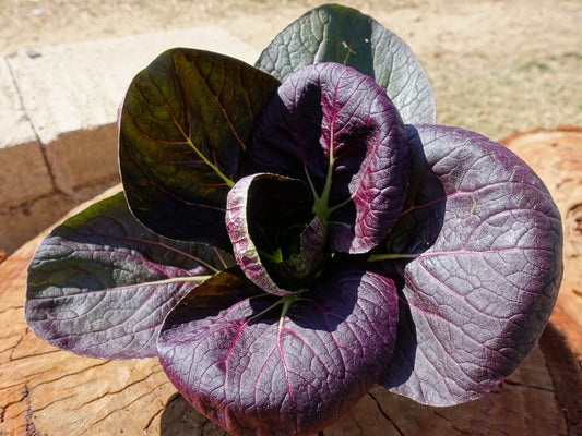 Pak Choi, Red Choi F1 - LifeForce Seeds