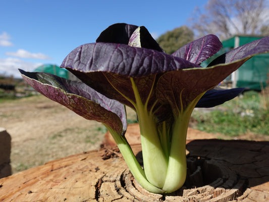 Pak Choi, Red Choi F1 - LifeForce Seeds