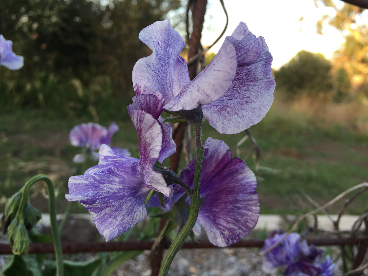 Sweet pea, Earl Gray