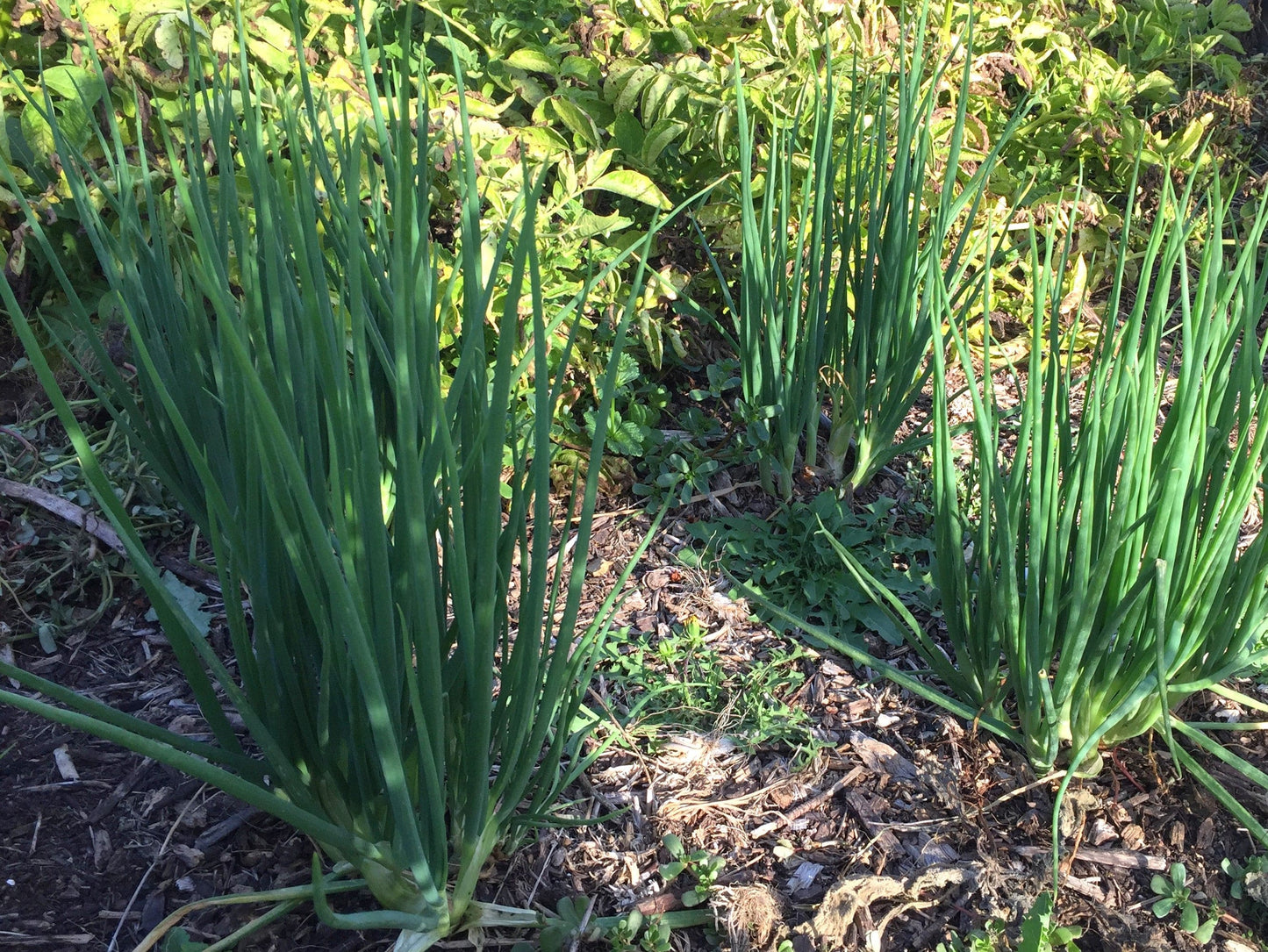 I`itoi onion bulbs - LifeForce Seeds