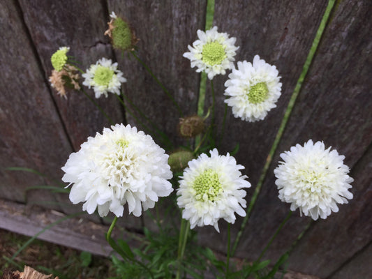 Scabiosa Snow Maiden - LifeForce Seeds