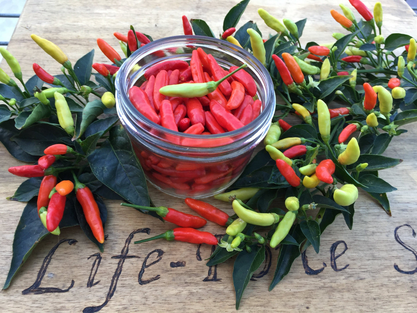 Chilli, Tabasco - LifeForce Seeds