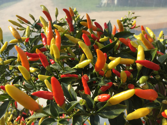 Chilli, Tabasco - LifeForce Seeds
