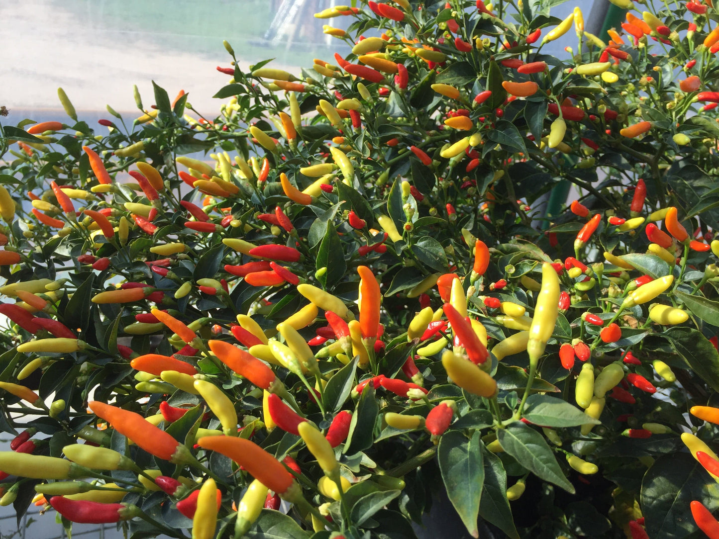 Chilli, Tabasco - LifeForce Seeds