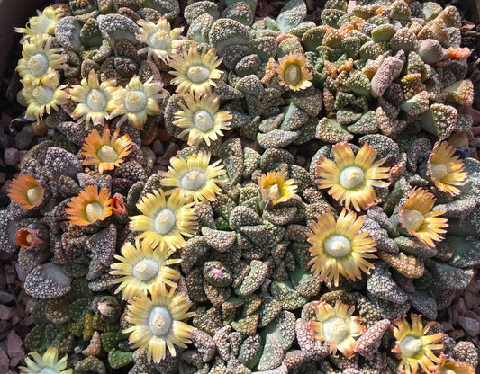 Titanopsis calcarean - LifeForce Seeds