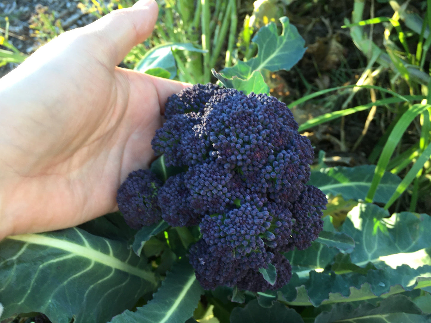 Broccoli Rudolph Early Purple