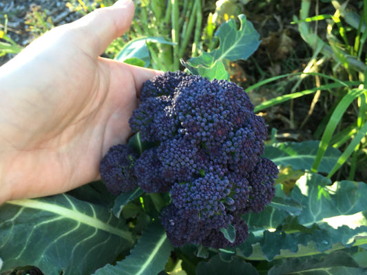 Broccoli Rudolph Early Purple - LifeForce Seeds