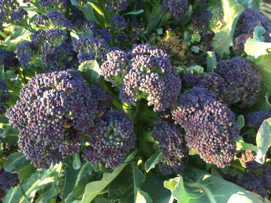 Broccoli Rudolph Early Purple - LifeForce Seeds