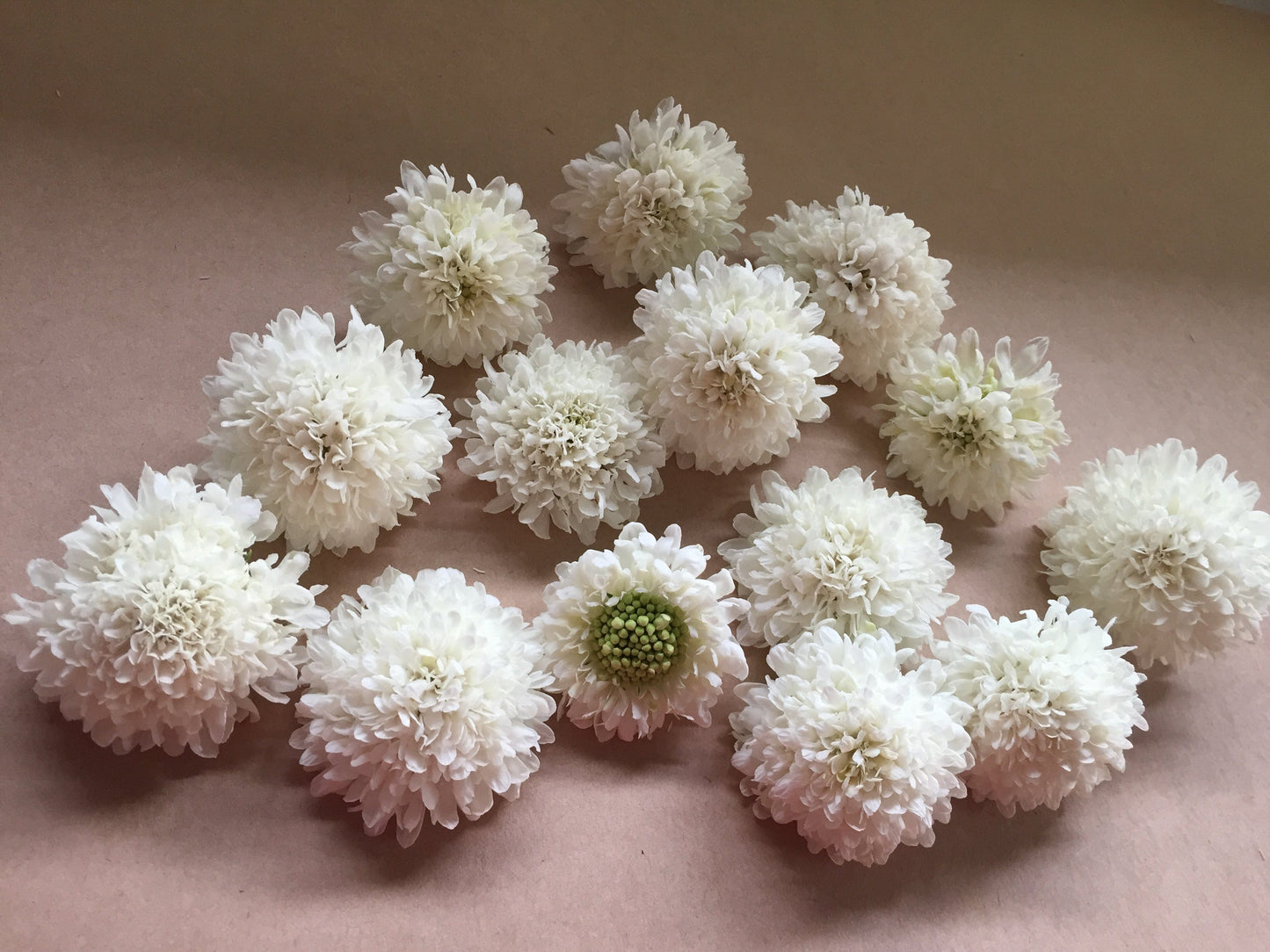 Scabiosa Snow Maiden - LifeForce Seeds
