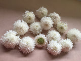 Scabiosa Snow Maiden - LifeForce Seeds