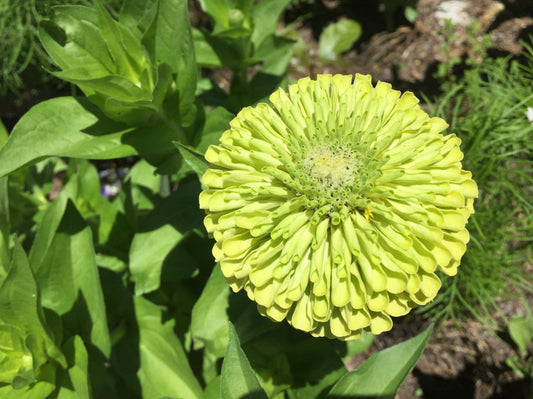 Zinnia, Benary`s Giant Lime - LifeForce Seeds