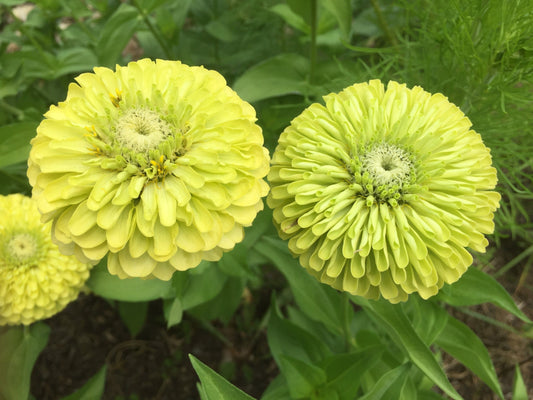 Zinnia, Benary`s Giant Lime - LifeForce Seeds