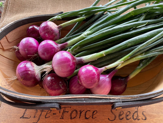 Onion Purplette - LifeForce Seeds
