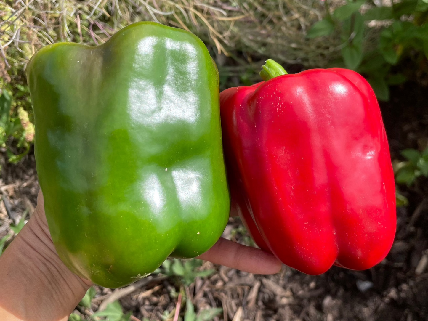 Capsicum, Californian Wonder
