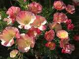 California Poppy Thai Silk Appleblossom Chiffon - LifeForce Seeds