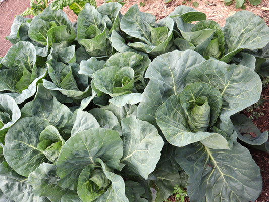 Cabbage Sugarloaf - LifeForce Seeds