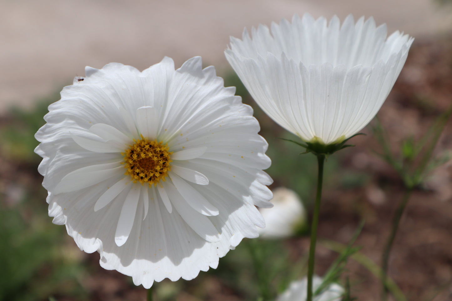 Cosmos Cupcakes White - LifeForce Seeds