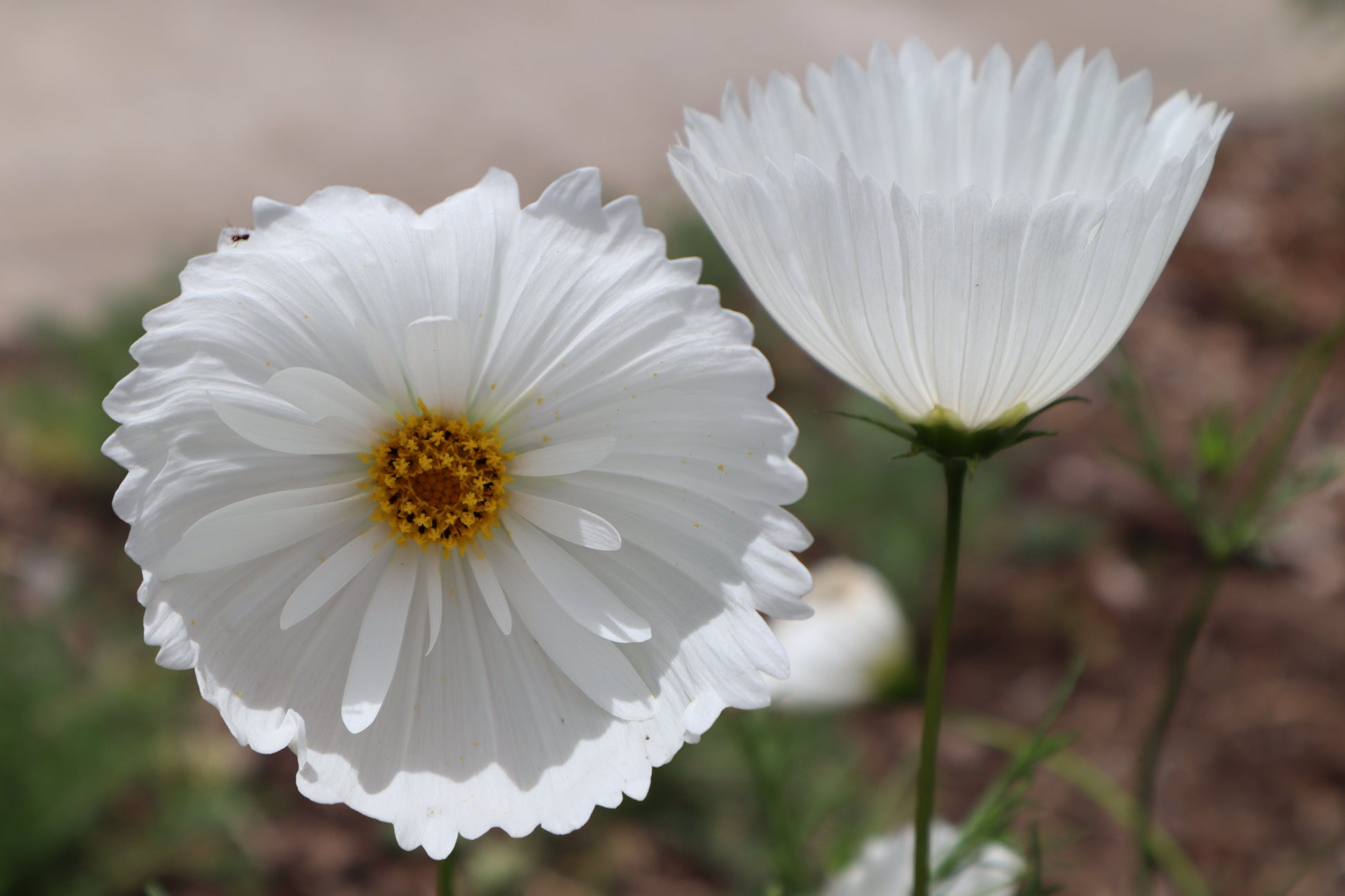 Cosmos Cupcakes White - LifeForce Seeds