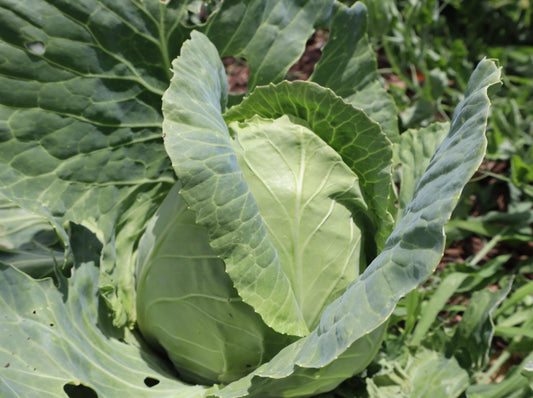 Cabbage Sugarloaf - LifeForce Seeds