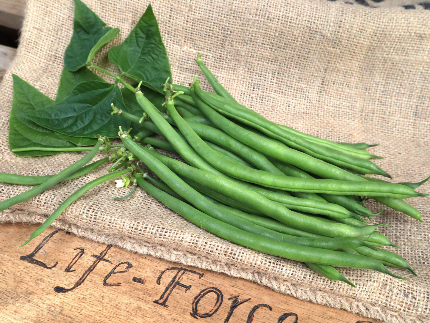 Bean Bush, Jade - LifeForce Seeds