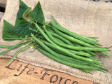 Bean Bush, Jade - LifeForce Seeds