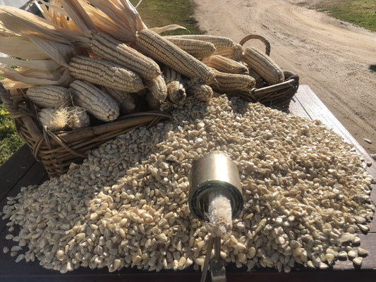 Corn Silvermine - LifeForce Seeds