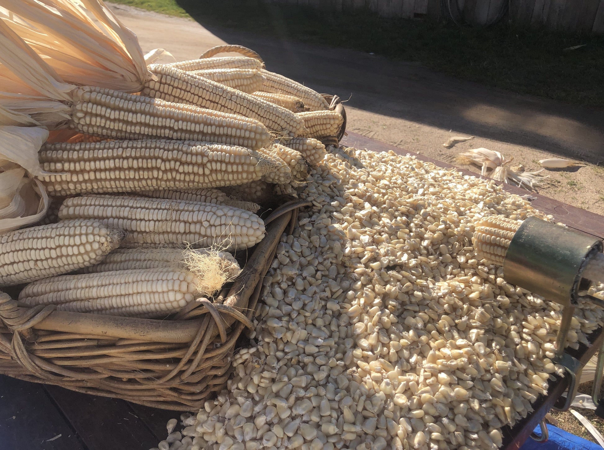 Corn Silvermine - LifeForce Seeds