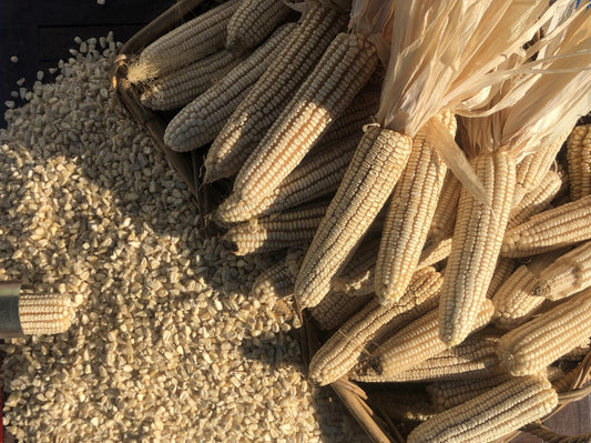 Corn Silvermine - LifeForce Seeds