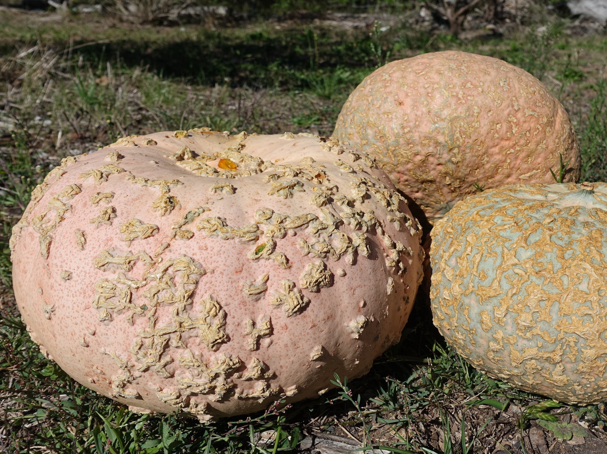 Pumpkin, Galeux D'eysines - LifeForce Seeds