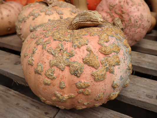 Pumpkin, Galeux D'eysines - LifeForce Seeds