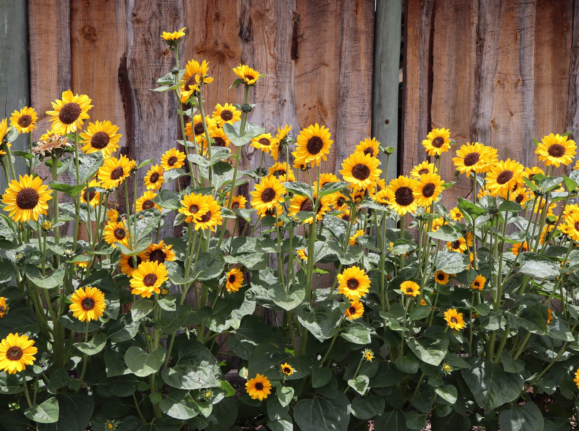 Sunflower, Soraya - LifeForce Seeds