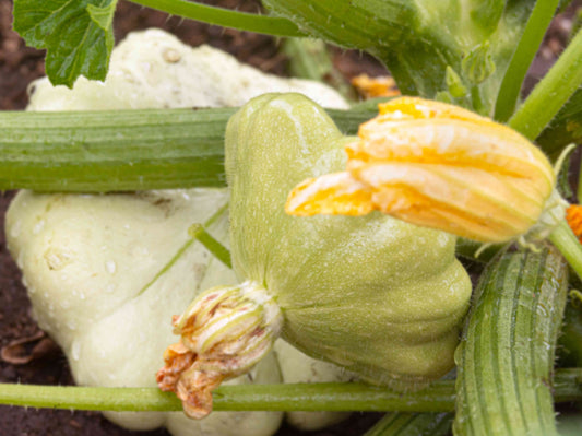 Squash Button, Bennings Green Tint - LifeForce Seeds